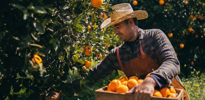 Farm worker with wooden box picking fresh ripe oranges from orange tree branches in spring