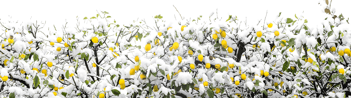 Lemons growing on a snowy tree