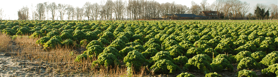 Kale growing in a field