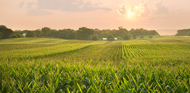 A cornfield at sunset