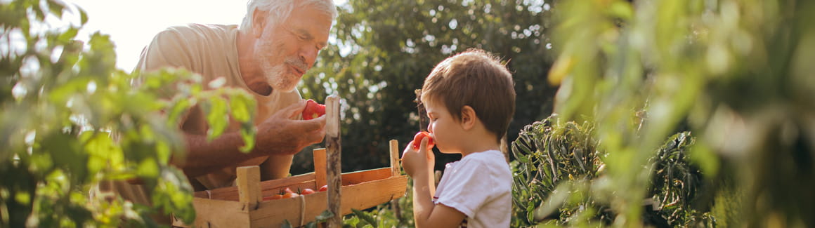 A man and a child in a berry patch tasting freshly picked strawberries