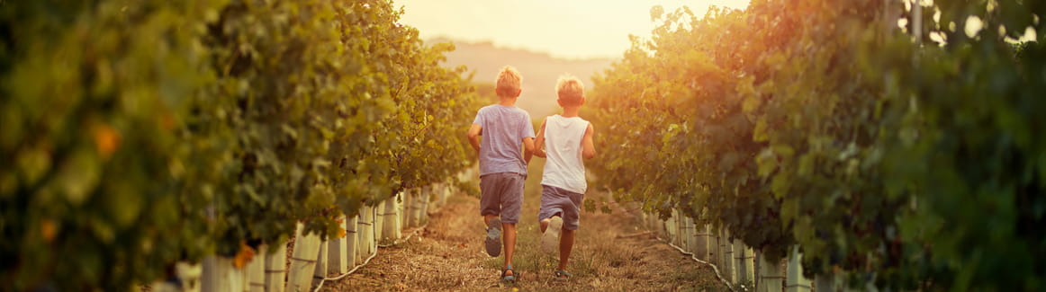 Children running on a path through a vineyard