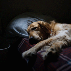 Dog asleep on a bed - Westfield Personal Lines Sleep Tight Digital Ad