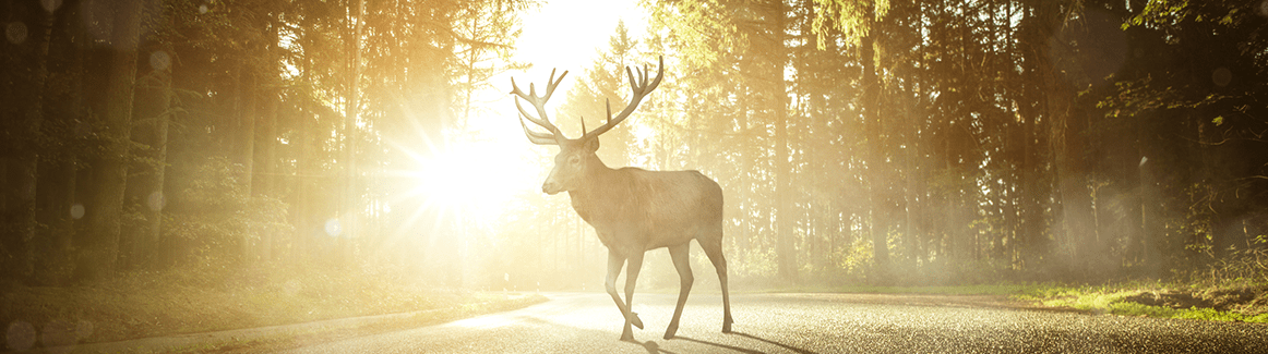 Deer Insurance Coverage Header 
